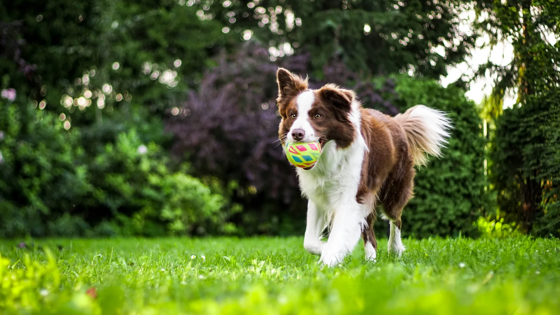brown and white dog on grass @annadudkova